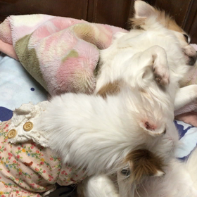 何故か妹くうのお腹を舐め続ける姉のすずなさんの画像