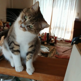 潮来の、伊太郎～ではありません。の画像