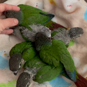 とりん家産まれのウロコインコさん販売いたします。の画像