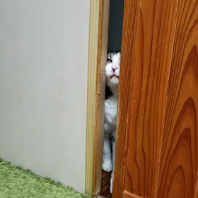 開けてにゃー！！！の画像