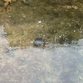 寒中水泳　其之二の画像