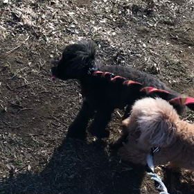 ♪お散歩動画♪代々木公園♪①の画像