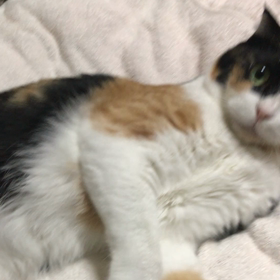 リナちゃん、順調に回復♪の画像