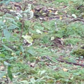 なに？これ？②の画像