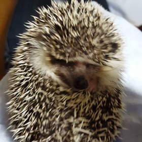 夫～！！の画像