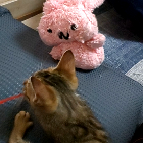 ウ～サ、ネコとじゃれあう！の画像