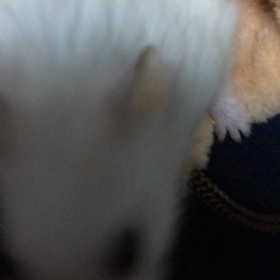 ＊なんでかな( ºωº )ﾁｰﾝ…の画像