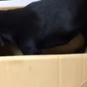 ご乱心？の画像