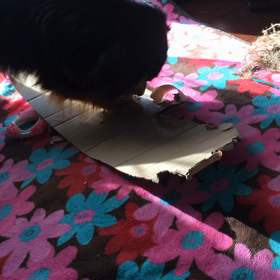 おはようございマースの画像