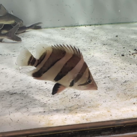 極美 太バン3barご成約！！の画像