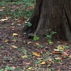 エゾリスの画像