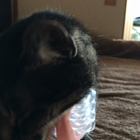 小顔になりたい猫？ ٩(๑❛ᴗ❛๑)۶の画像