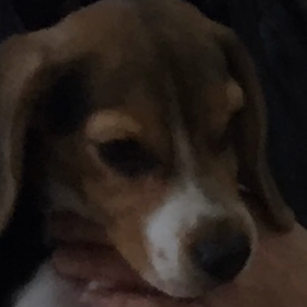 今日のミルくん 2/23 ミルくんお家の仔になって一年❣️の画像