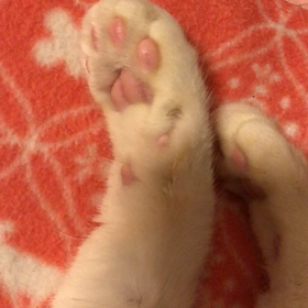 ピクッと肉球の画像