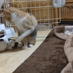 にゃんこむぎちゃん(=^ェ^=)の画像