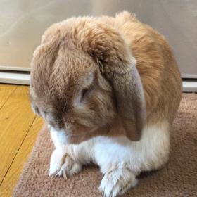 みみつくろいの画像