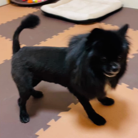 2023年1月10日　トリミングの画像