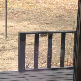 ジョウビタキが可愛い。の画像