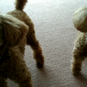 今日のプードル母娘の画像