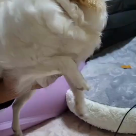 チワワ喜んでいるのか戸惑っているのかわからない表情の画像