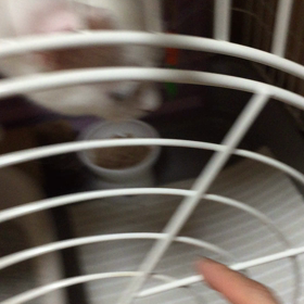 琥珀としずくは・・・の画像