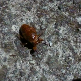 セミさん歩くの画像