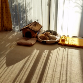 毎朝ダンゴ♡の画像