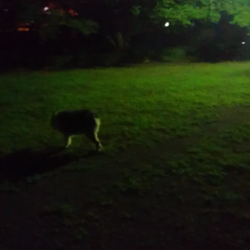 犬と 夏との画像
