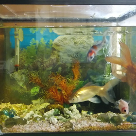 失礼しました！の画像