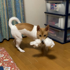 復活⁉️一安心の画像