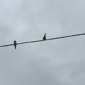 ツバメ 近づきたいのに…の画像