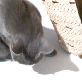 ジュニアとドウガネブイブイ　※音出ます♪ご注意くださいませの画像