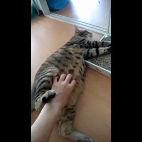 もふりたい、そのおなかの画像