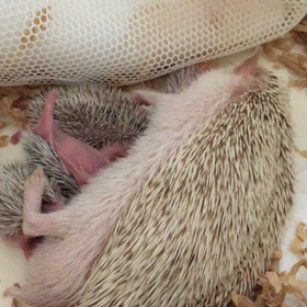 ハリネズミ花ちゃん授乳 baby動画upしましたの画像