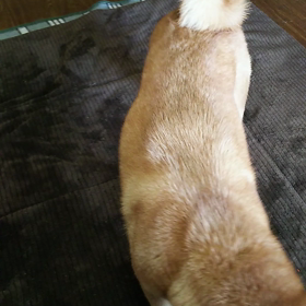 今朝のあずきの画像