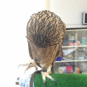 ランボルギーニの画像