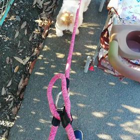 お散歩♪の画像