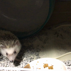 みるこさん手術前夜。の画像