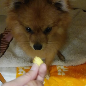 お泊まり　ハナちゃん２の画像