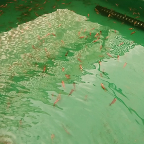 江戸錦・稚魚！の画像