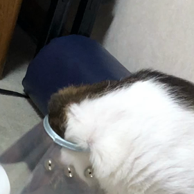 悩む一度帰るか？帰らないか？。まさか！とどいているとは？の画像