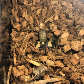 ヘルマンリクガメ虎太朗❣️の画像