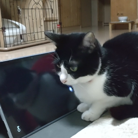 現代ニャン子の画像