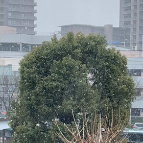 彼岸雪の画像