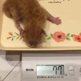 緊急保護の画像