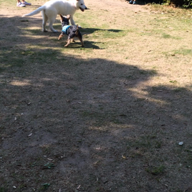 目指せボルトの画像