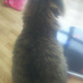 歌うレンちゃん。の画像