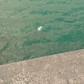 釣れなくなったけど…の画像