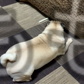 今日のももさんの画像