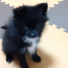 2018年5月   特訓中の画像